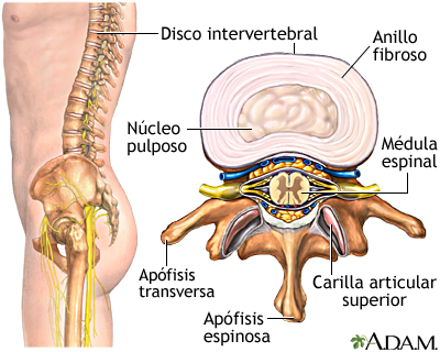 Anatomía vertebral
