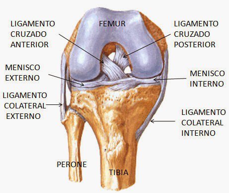 Imagen 1. Anatomía LCA.